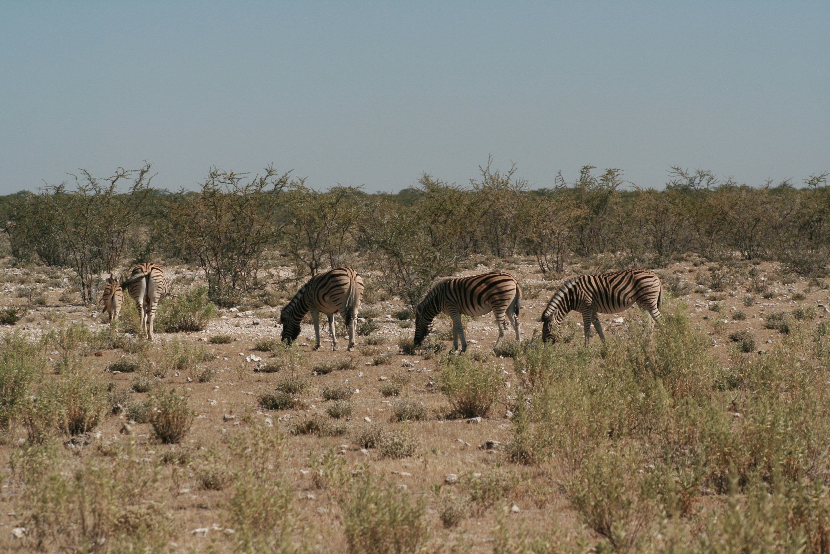 a group of zebras grazing in a field